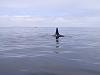 Took the new boat out today-2010-01-001-orca-whales.jpg