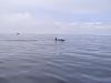 Took the new boat out today-2010-01-002-orca-whales.jpg