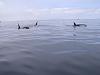 Took the new boat out today-2010-01-003-orca-whales.jpg